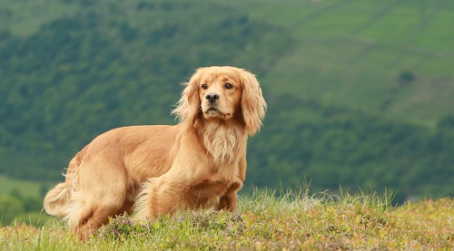 small hunting dog breeds
