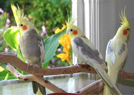 types of parakeets as pets