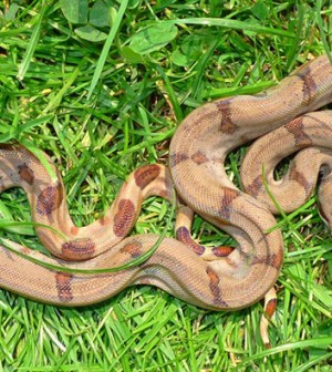 Top Ten Best Snakes For Pets