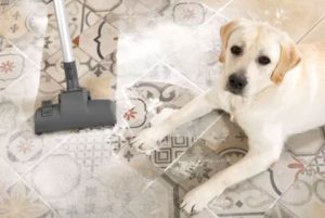 How to Get Rid of Pet Odor from Carpet - A2Z Pets Info