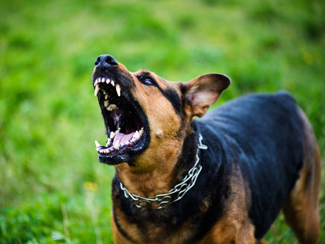 How to Solve Dog barking Problems? - A2Z Pets Info