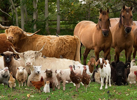 soft farm animals