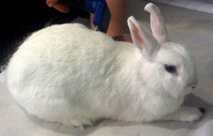 Rabbit Diseases and Treatments - A2Z Pets Info