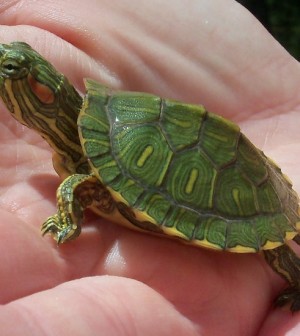 Water Turtles as Pets – A2Z Pets Info